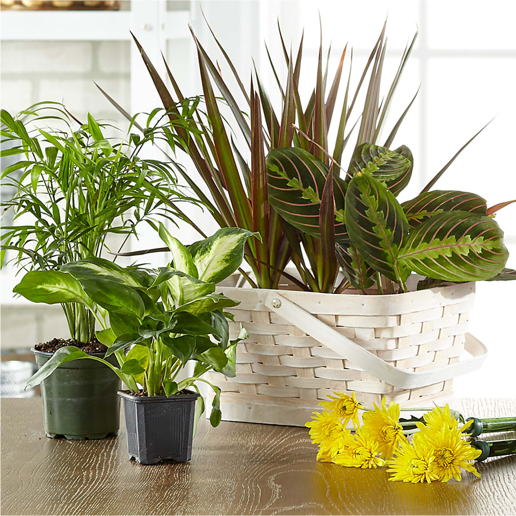 Florist Designed Blooming and Green Plants in a Basket – Golden Gate Flowers, Naples FL