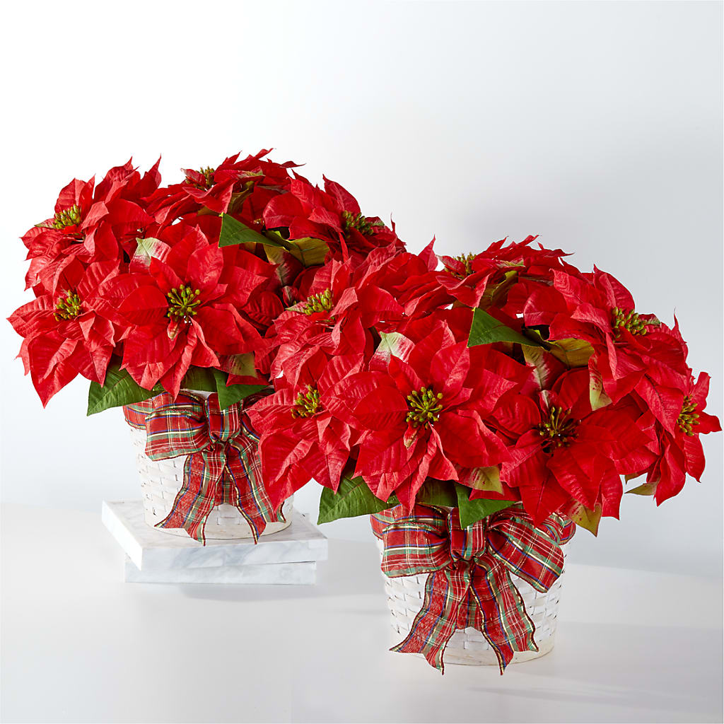 Happiest Holidays Poinsettia Bundle – Golden Gate Flowers, Naples FL