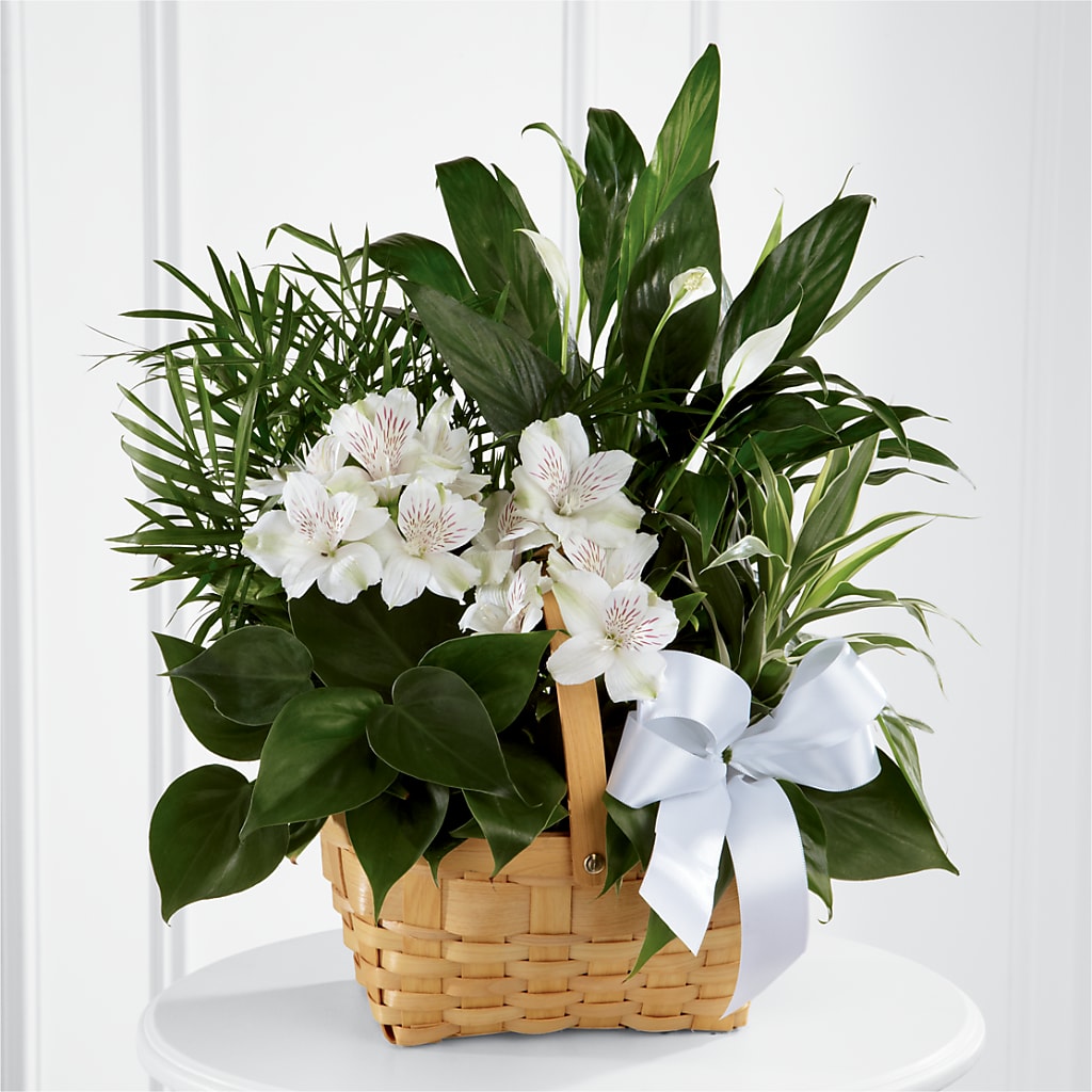 Peace & Serenity Dishgarden – Golden Gate Flowers, Naples FL