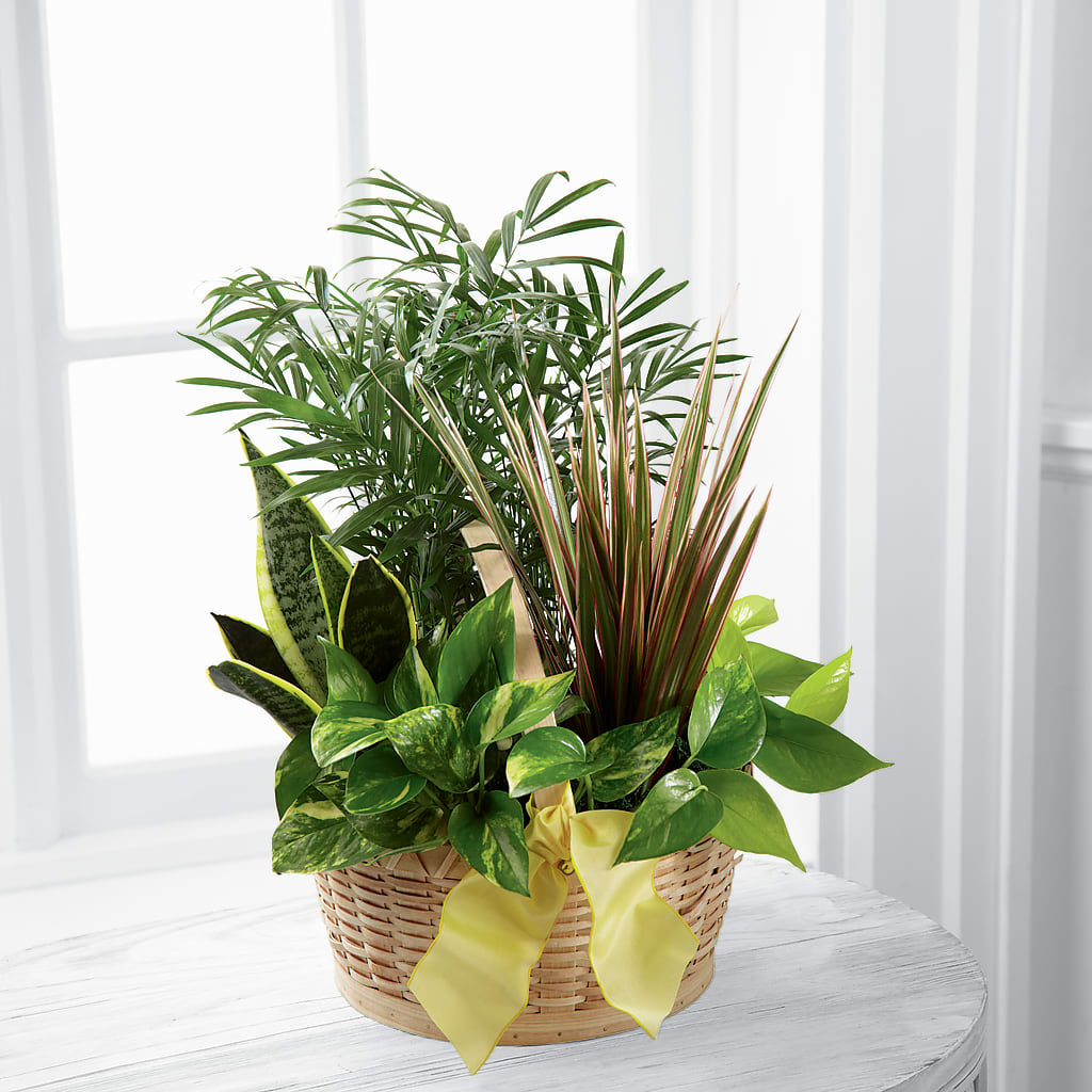 French Garden – Golden Gate Flowers, Naples FL