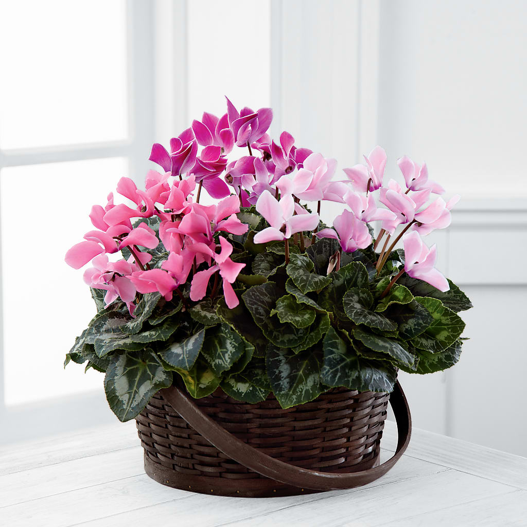 Mixed Cyclamen Planter – Golden Gate Flowers, Naples FL