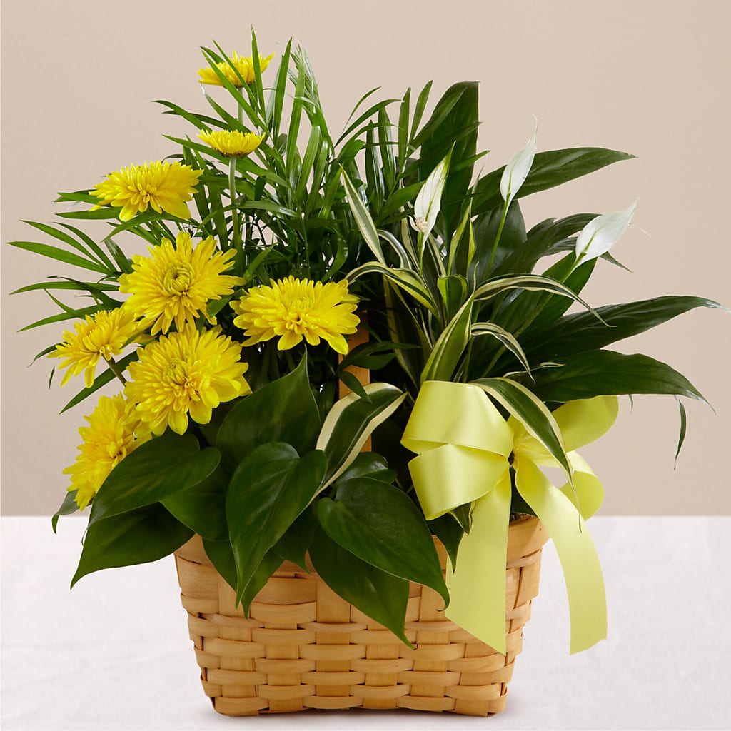 Loving Light Dishgarden – Golden Gate Flowers, Naples FL