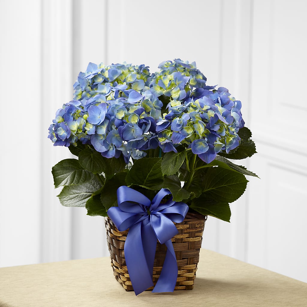 Blue Hydrangea Planter – Golden Gate Flowers, Naples FL