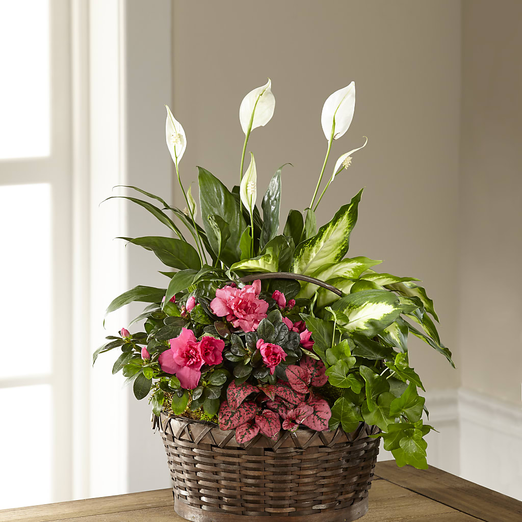 Dream in Pink Dishgarden – Golden Gate Flowers, Naples FL