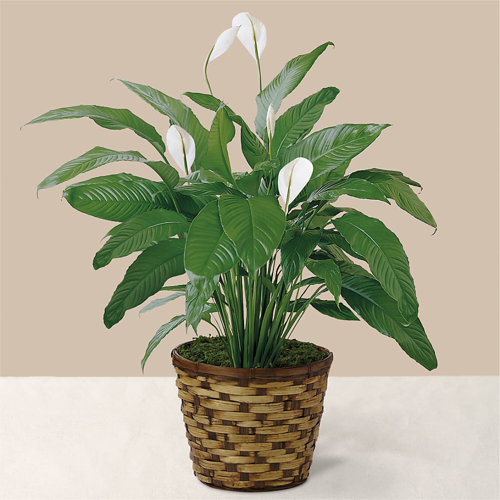 Tranquil Moments Peace Lily Plant – Golden Gate Flowers, Naples FL