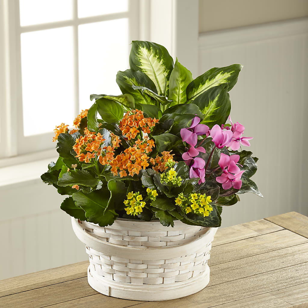Color Crush Dishgarden – Golden Gate Flowers, Naples FL