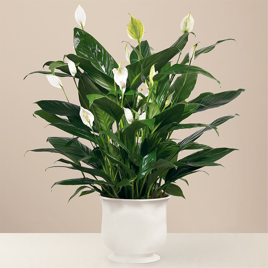 Comfort Planter – Golden Gate Flowers, Naples FL