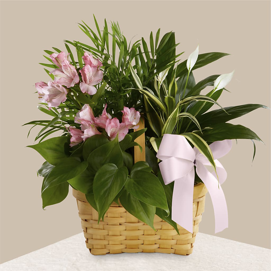 Living Spirit Dishgarden – Golden Gate Flowers, Naples FL