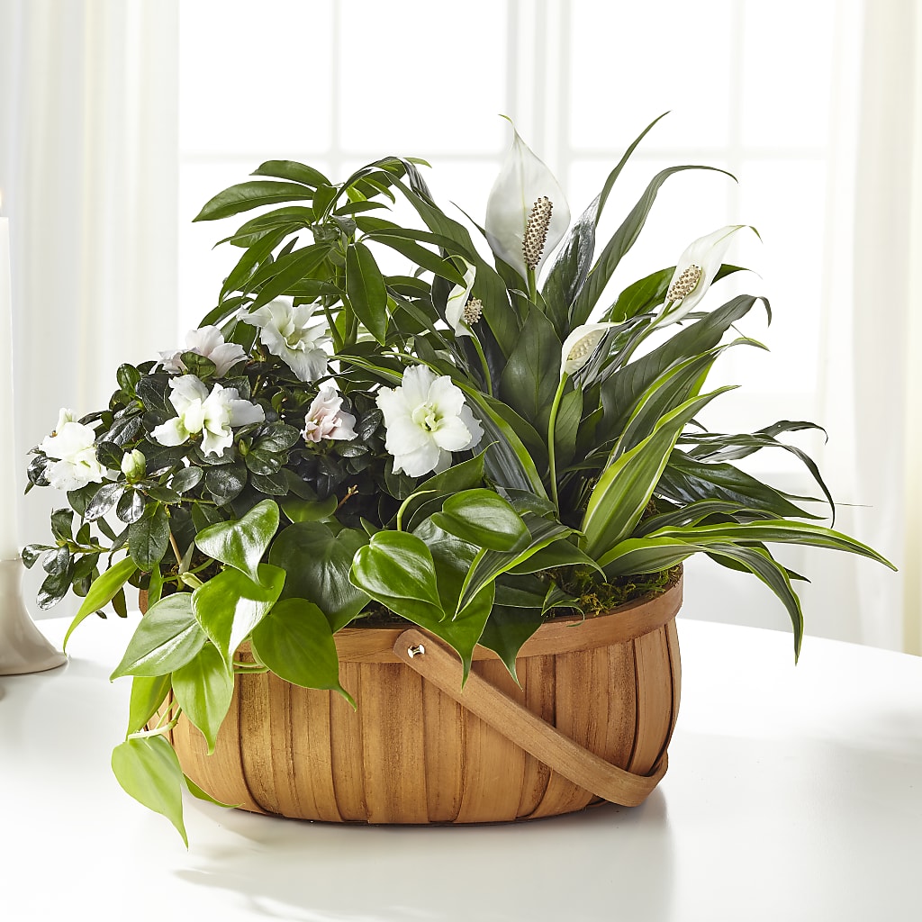 Serene Dishgarden – Golden Gate Flowers, Naples FL