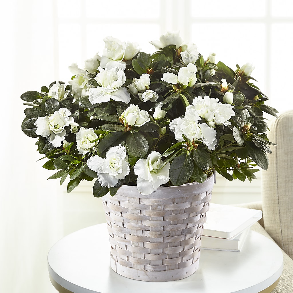 White Azalea Plant – Golden Gate Flowers, Naples FL
