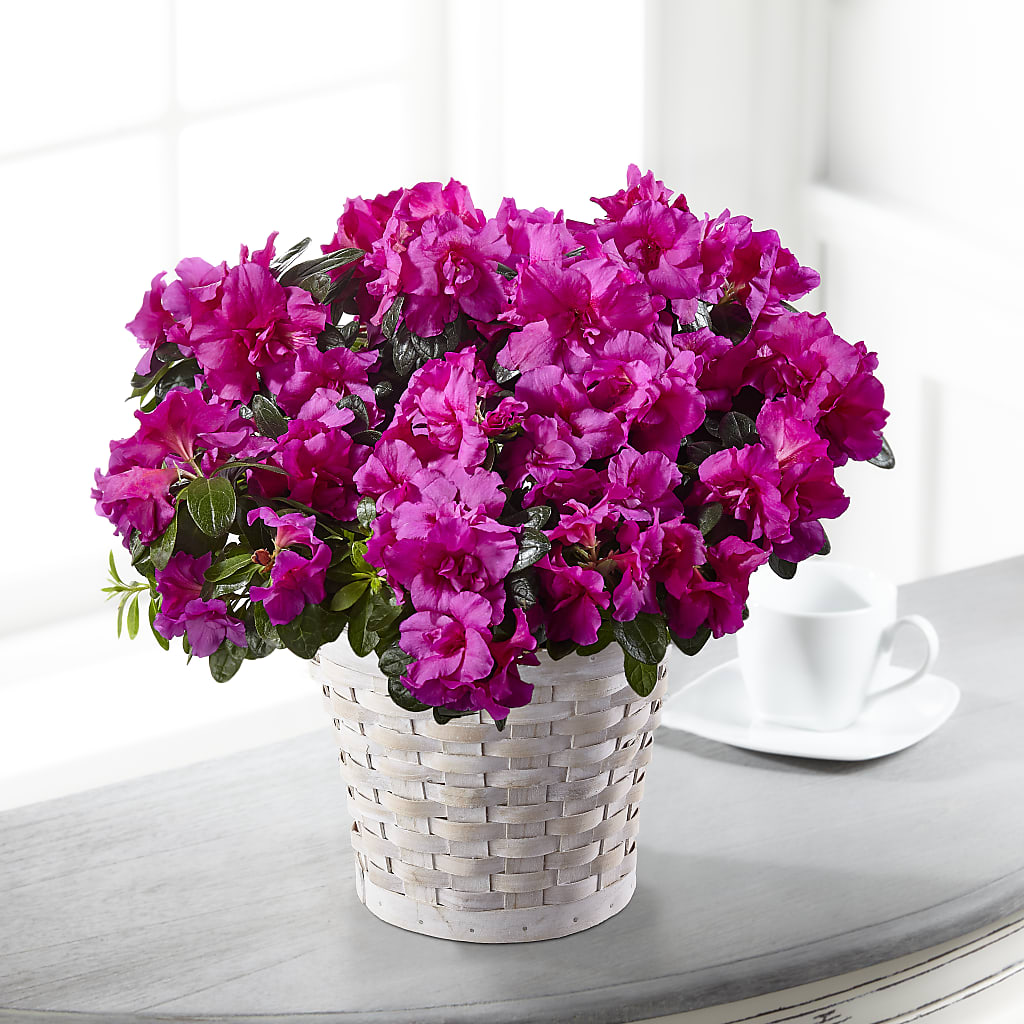Hope & Serenity Azalea Plant – Golden Gate Flowers, Naples FL