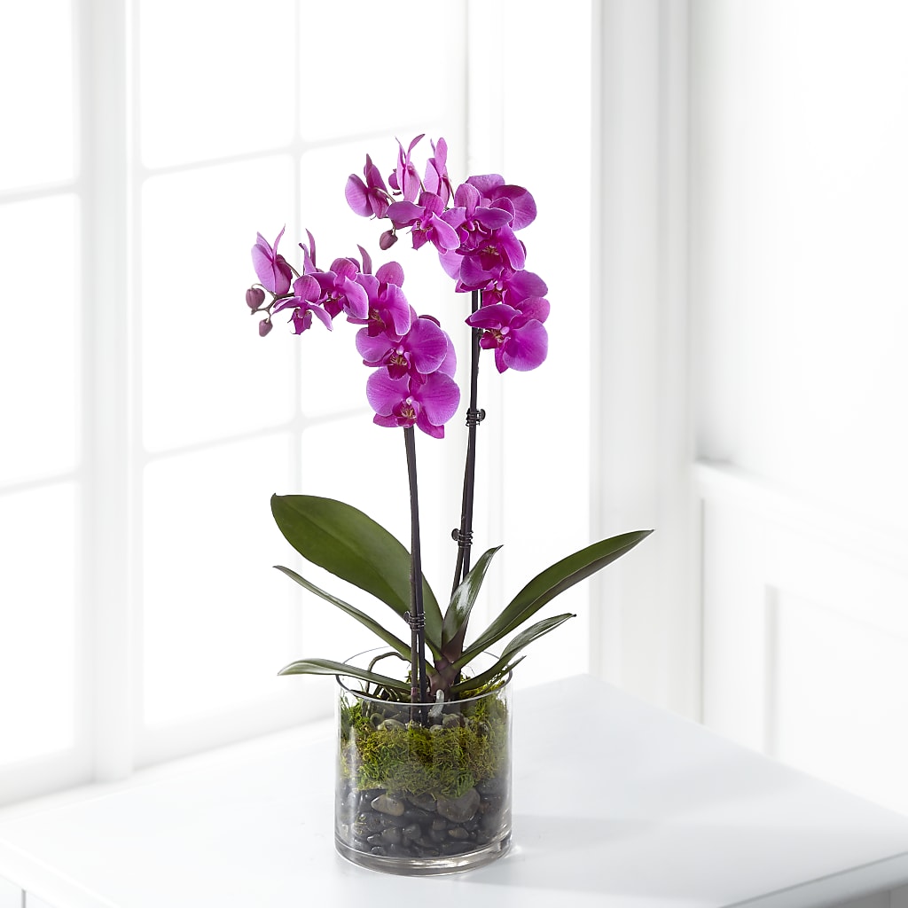 Pink Orchid Plant – Golden Gate Flowers, Naples FL