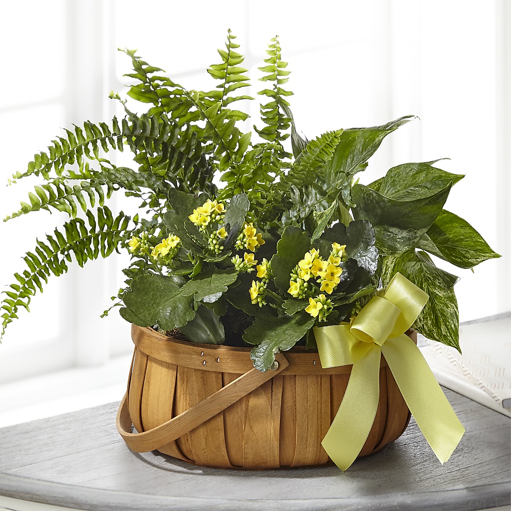 Always Dear Dishgarden – Golden Gate Flowers, Naples FL