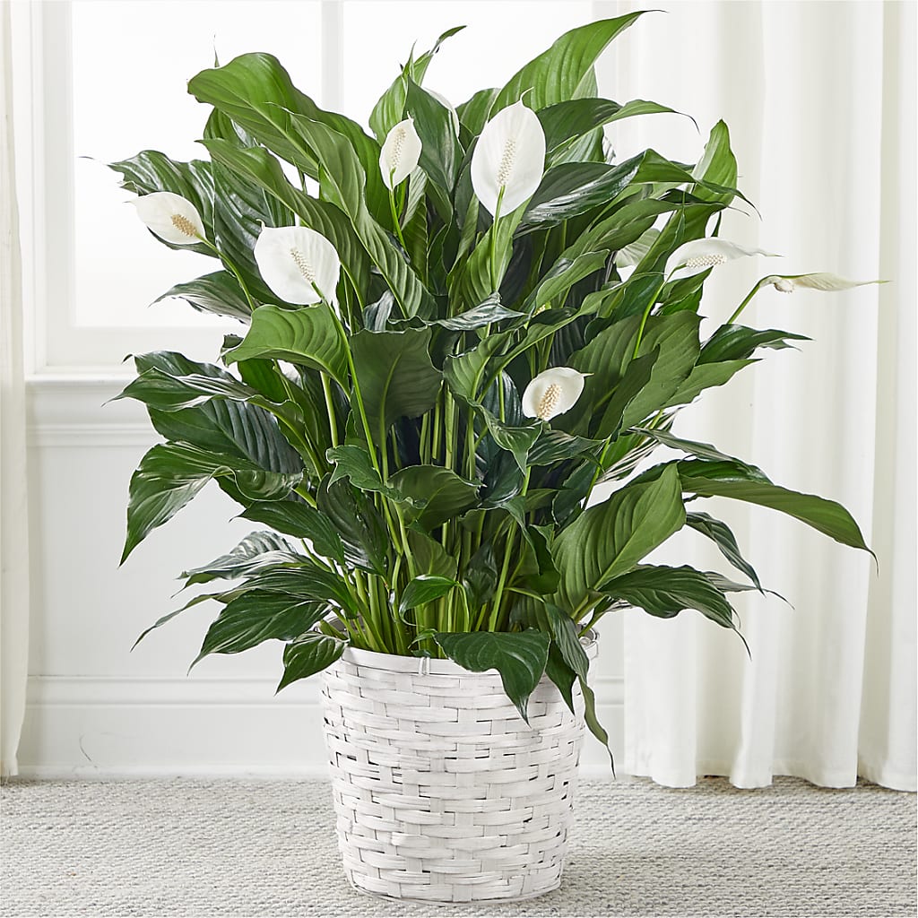 A New Leaf Peace Lily – Golden Gate Flowers, Naples FL