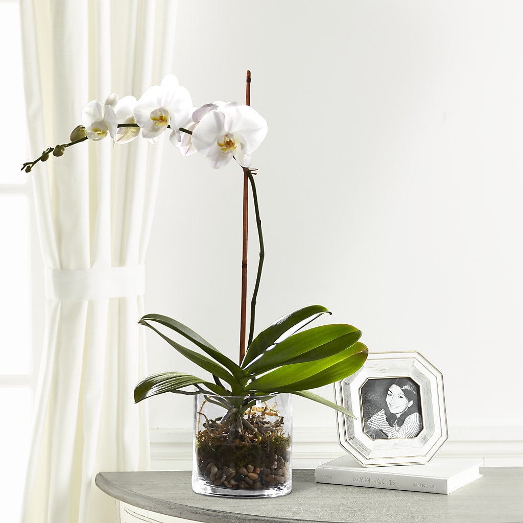 White Orchid Planter – Golden Gate Flowers, Naples FL