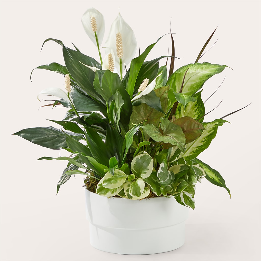 Radiating Positivity Dishgarden – Golden Gate Flowers, Naples FL